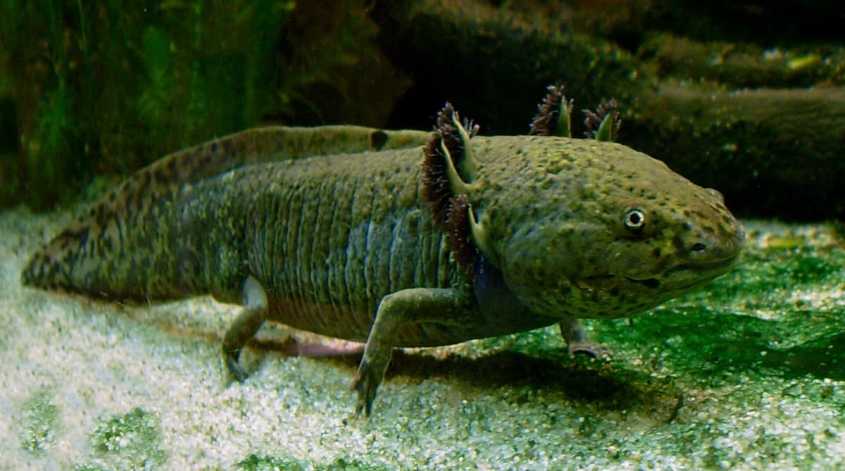 An axolotl with feathery external gills fanning out behind its head