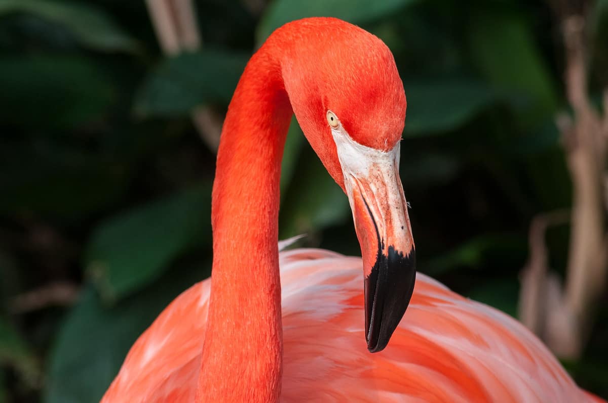 A pink flamingo standing in shallow water