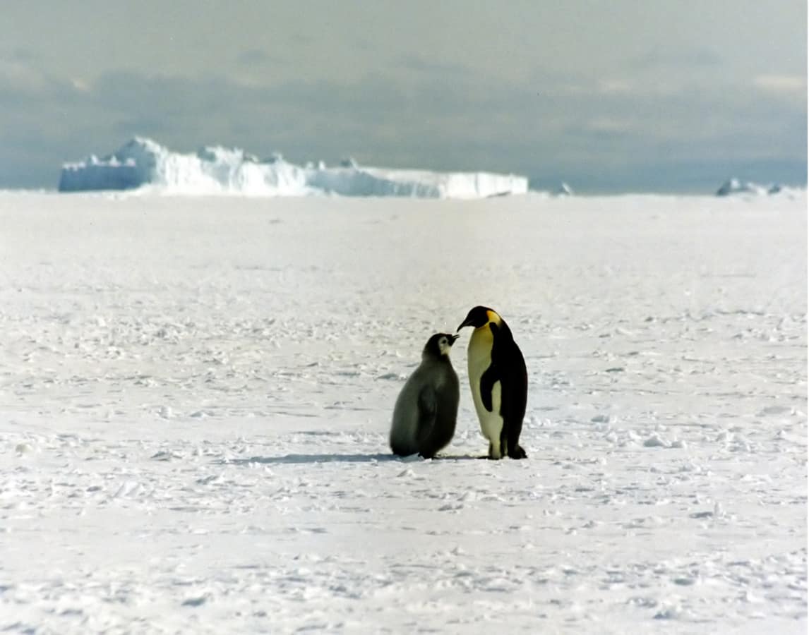 An adult emperor penguin standing over its chick on Antarctic ice