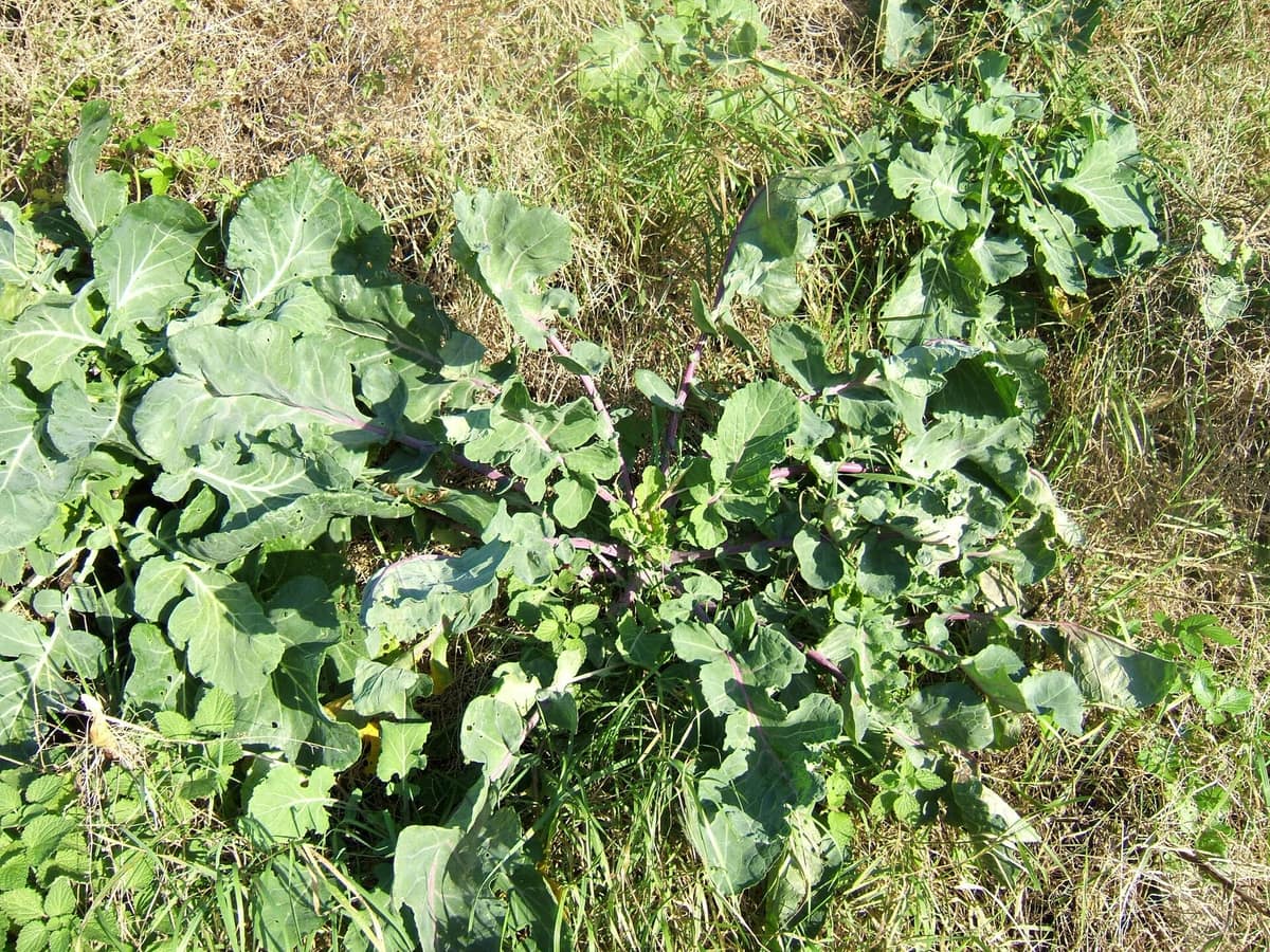 Wild cabbage, Brassica oleracea, growing on a coastal cliff