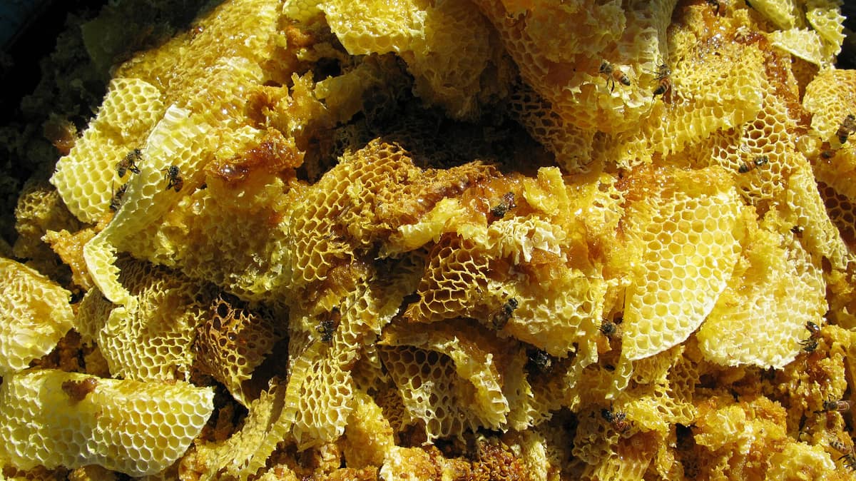 A honeycomb filled with honey
