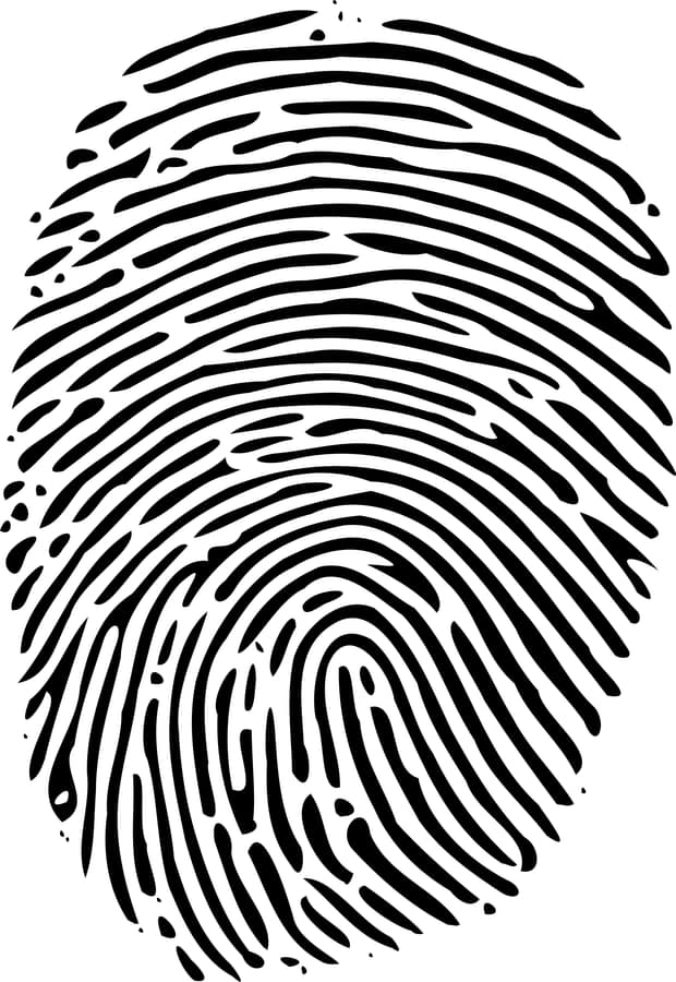 A fingerprint showing the looped ridge pattern of the fingertip