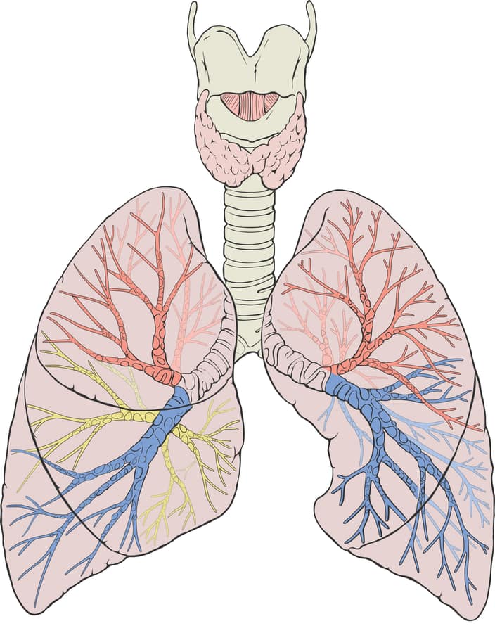 Diagram of the human lungs showing the trachea, bronchi and the lobes of each lung